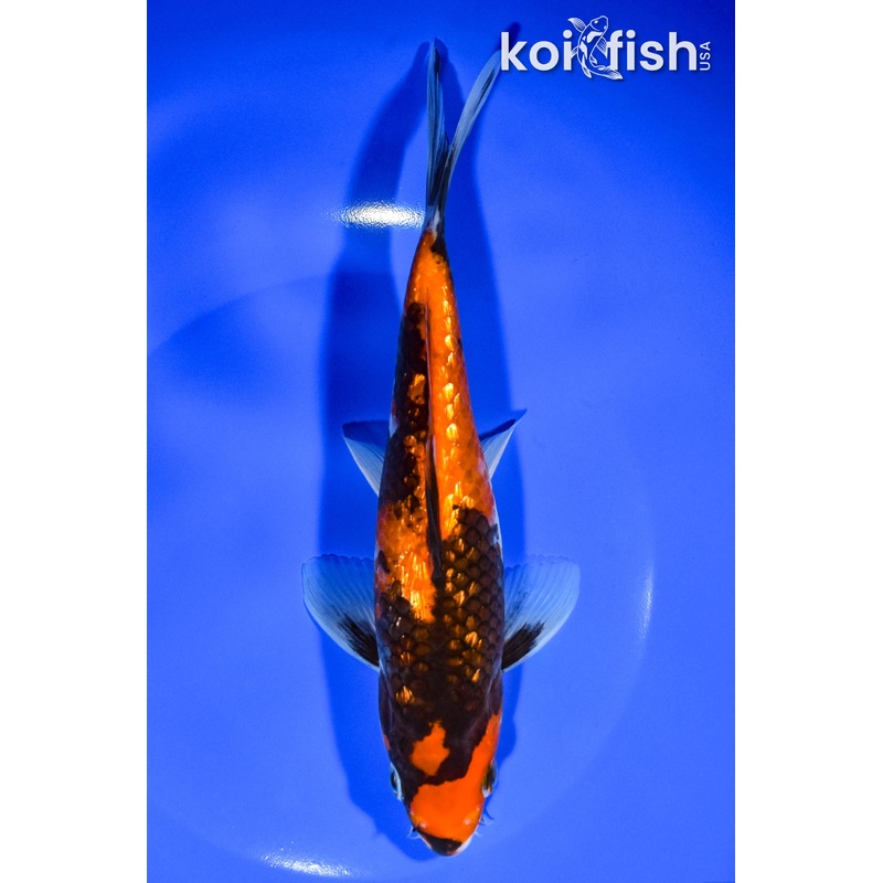 7.75" GINRIN HI SHOWA