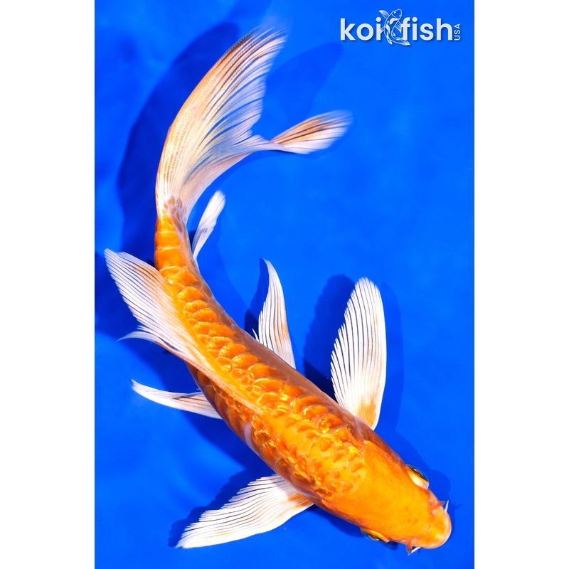 7" DOITSU ORENJI OGON BUTTERFLY