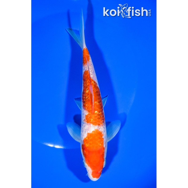7" GINRIN SANDAN KOHAKU