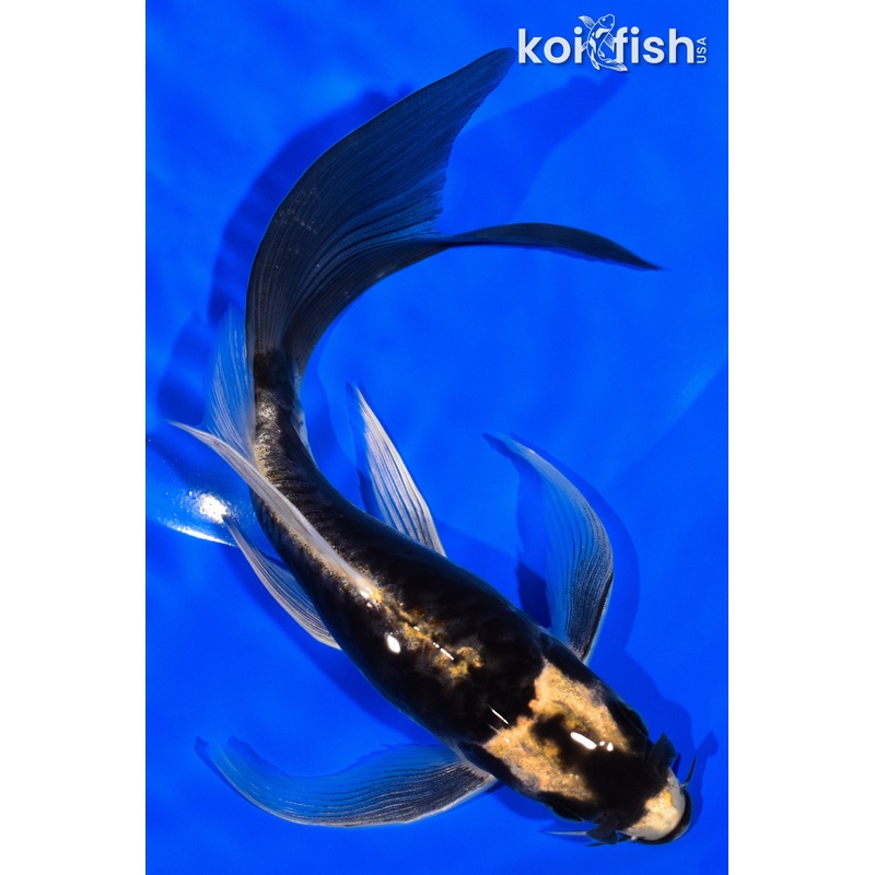 7" KABUTO BUTTERFLY