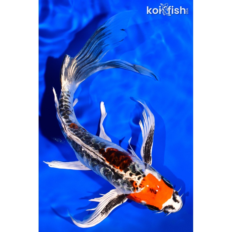 8.25" BENI KIKOKURYU BUTTERFLY