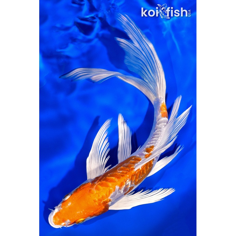 8.25" GINRIN KIKUSUI BUTTERFLY