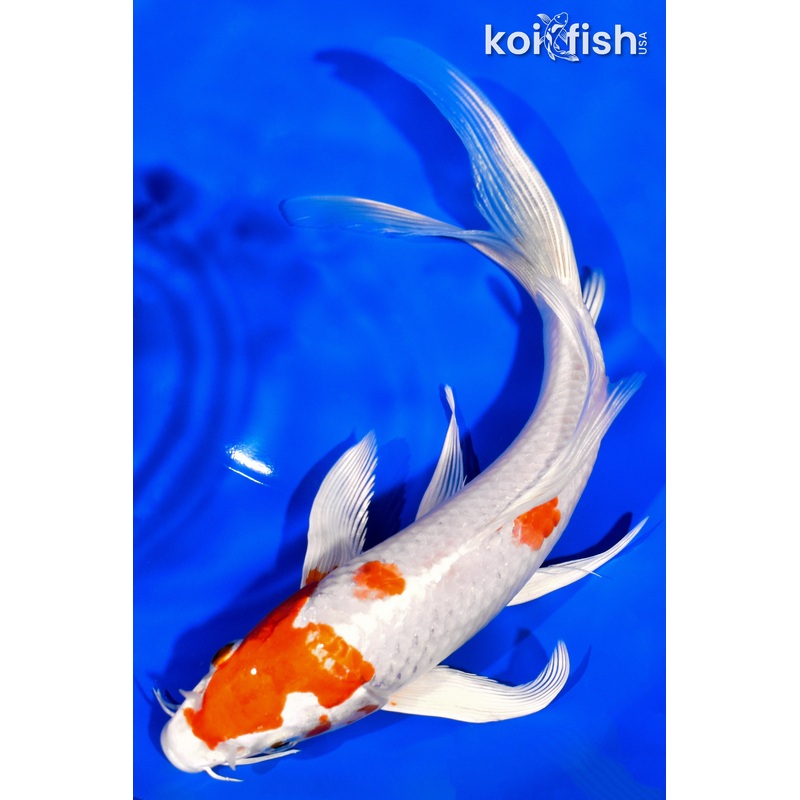 8.25" HARIWAKE BUTTERFLY