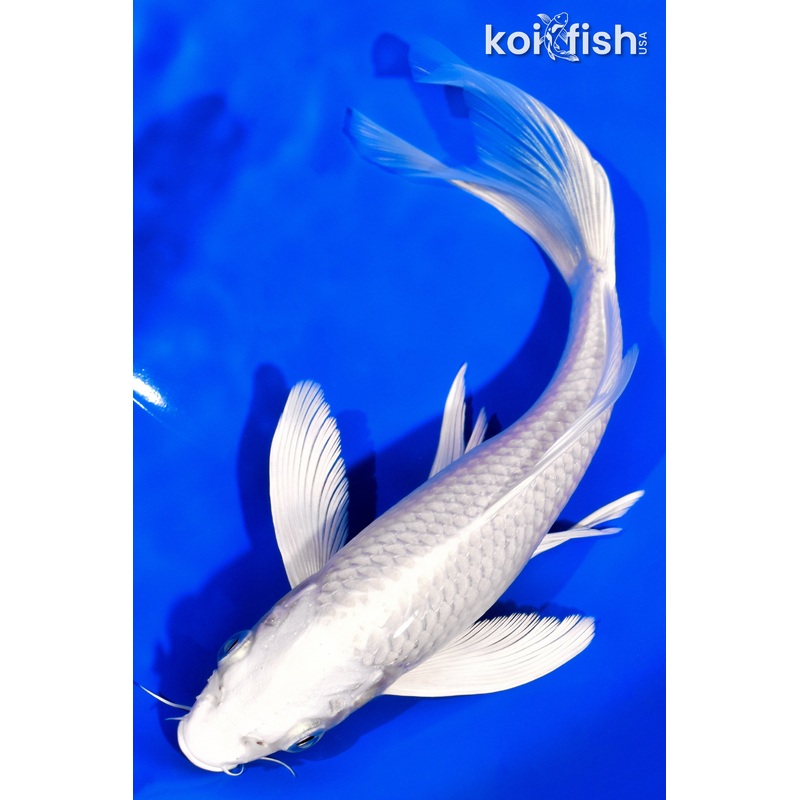 8.25" PLATINUM OGON BUTTERFLY