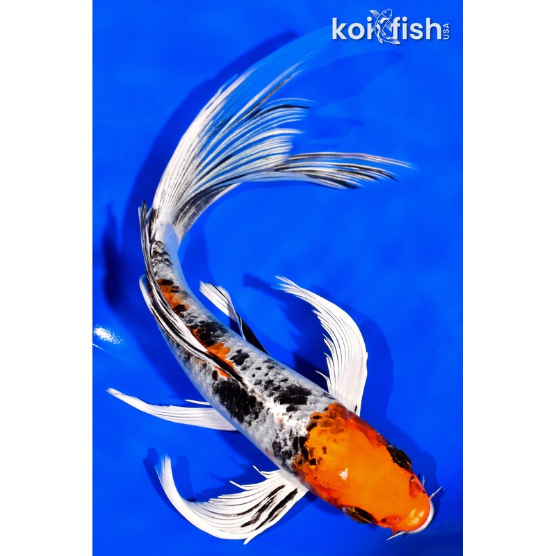 8.25" YAMATO NISHIKI BUTTERFLY