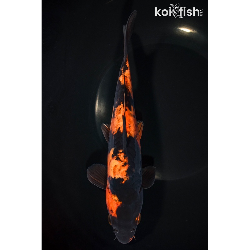 8.5" DOITSU HI UTSURI
