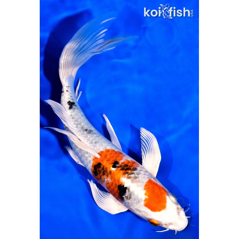 8.5" YAMATO NISHIKI BUTTERFLY