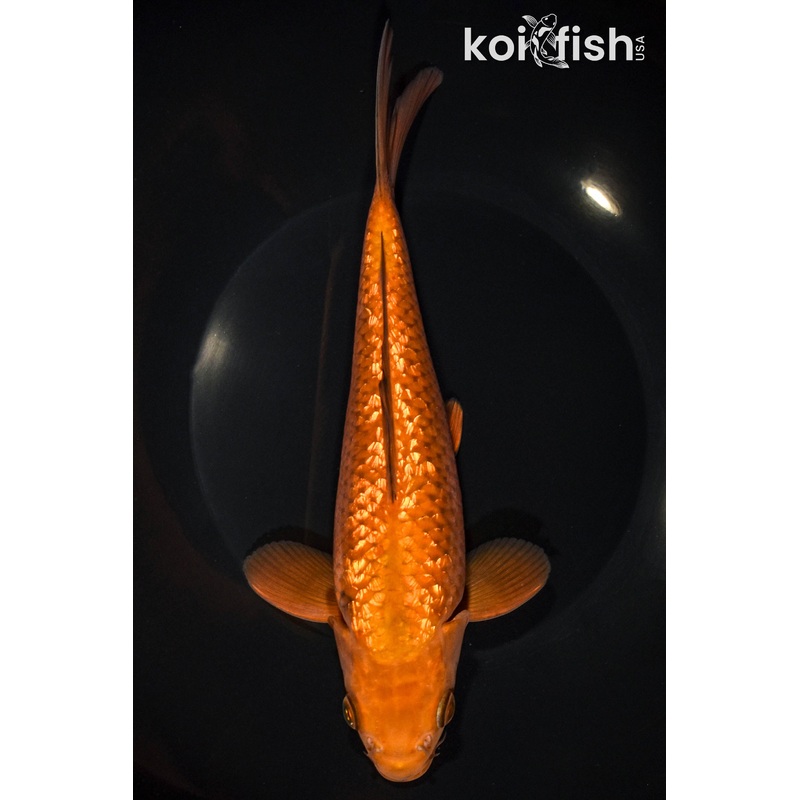 8.75" GINRIN CHAGOI