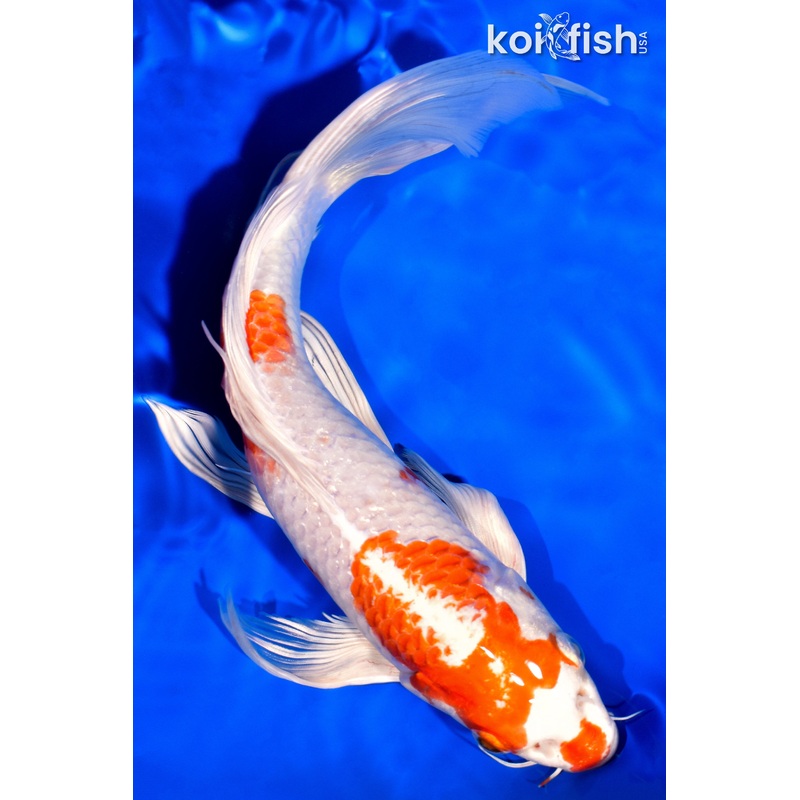 8.75" HARIWAKE BUTTERFLY