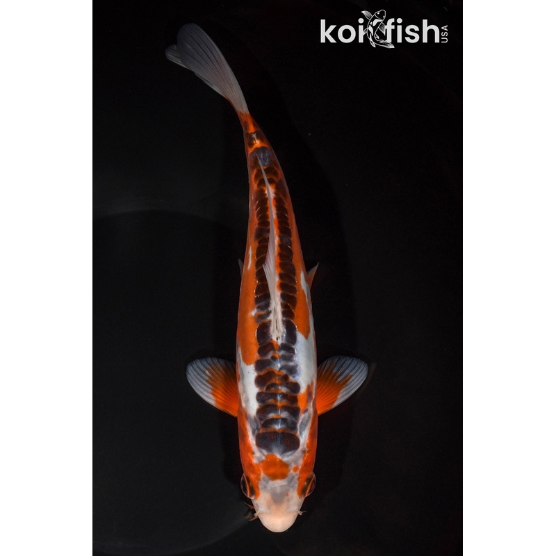 8.75" HI SHUSUI