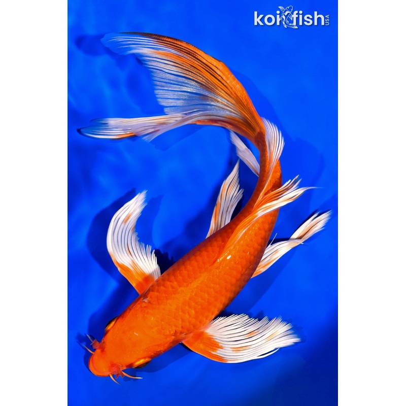 8.75" ORENJI OGON BUTTERFLY