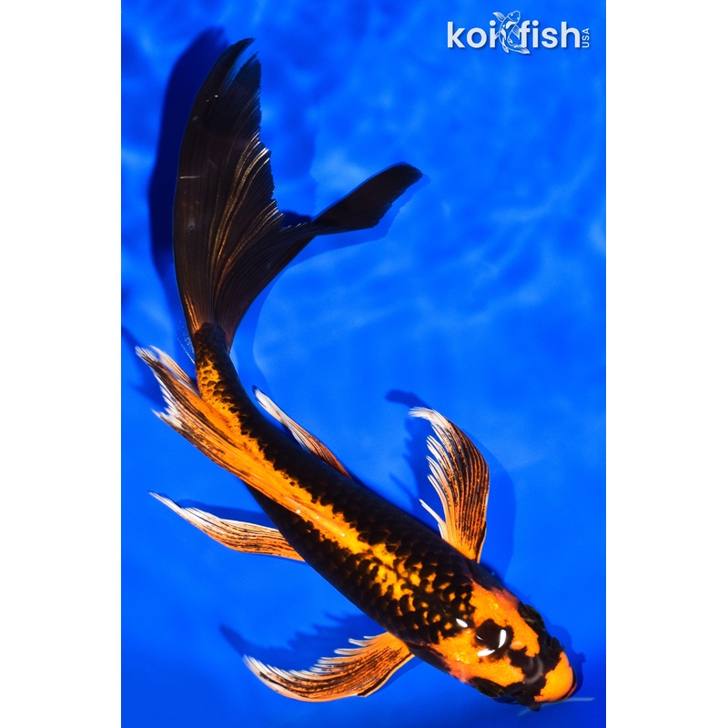 8" ORENJI MATSUBA BUTTERFLY