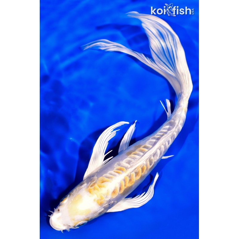 9.25" DOITSU HARIWAKE BUTTERFLY