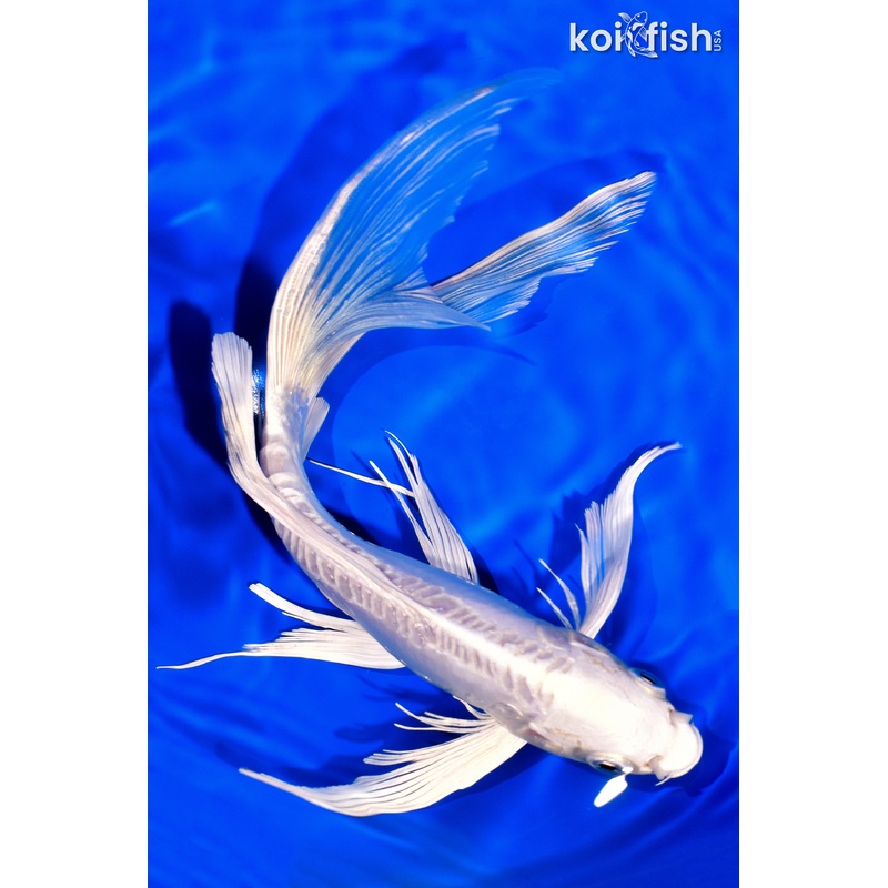 9.25" DOITSU PLATINUM OGON BUTTERFLY