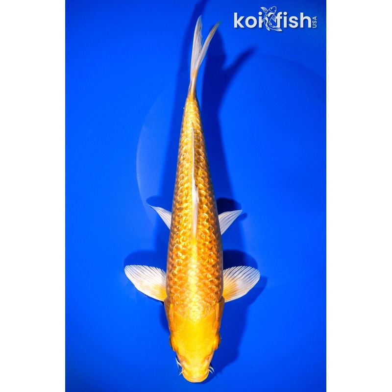9.25" GINRIN YAMABUKI OGON