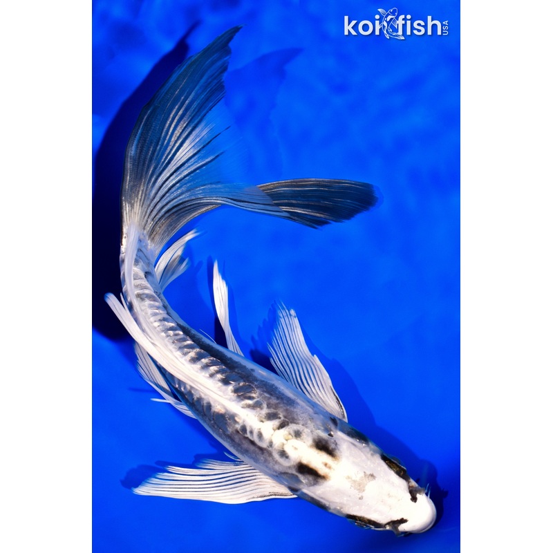 9.25" KIKOKURYU BUTTERFLY