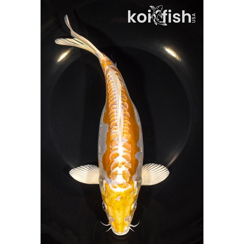 9.5" DOITSU HARIWAKE