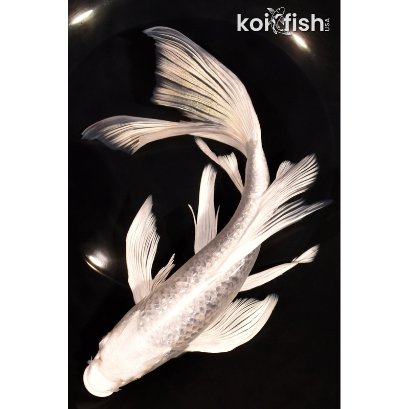 9.5" GINRIN PLATINUM OGON BUTTERFLY