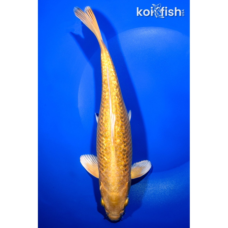 9.5" GINRIN YAMABUKI OGON