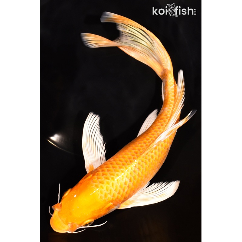 9.5" ORENJI OGON BUTTERFLY