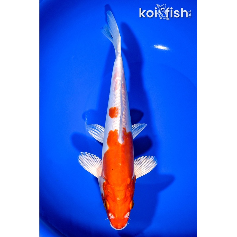9.75" KIKUSUI