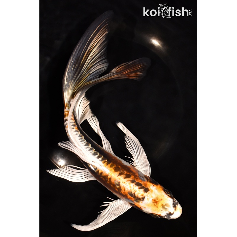 9.75" KIN KIKOKURYU BUTTERFLY