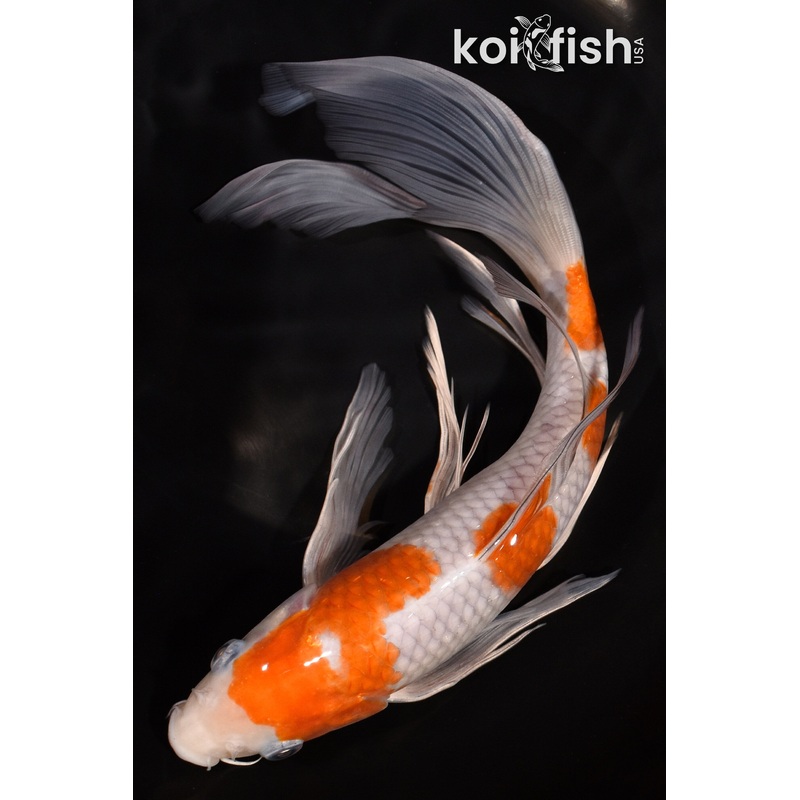 9.75" OCHIBA SHIGURE BUTTERFLY