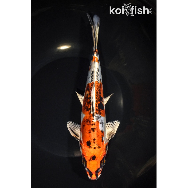9" BENI KIKOKURYU