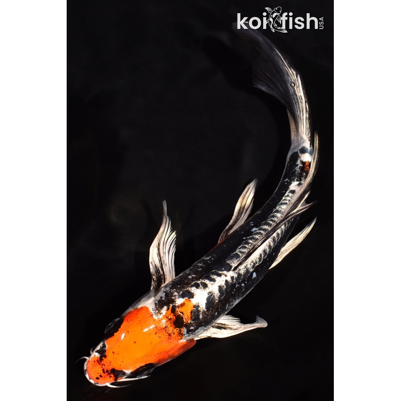 9" BENI KIKOKURYU BUTTERFLY