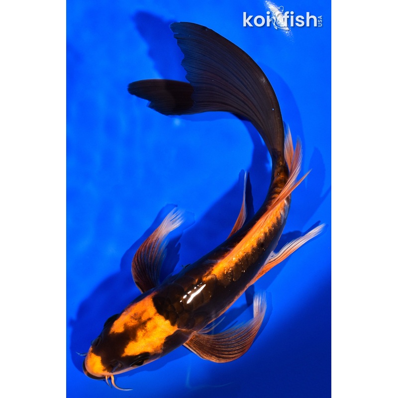 9" KABUTO BUTTERFLY
