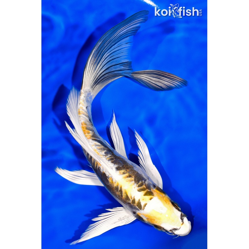 9" KIN KIKOKURYU BUTTERFLY