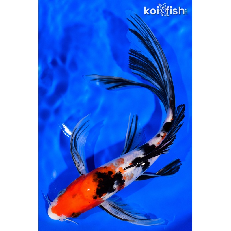 9" SANKE BUTTERFLY