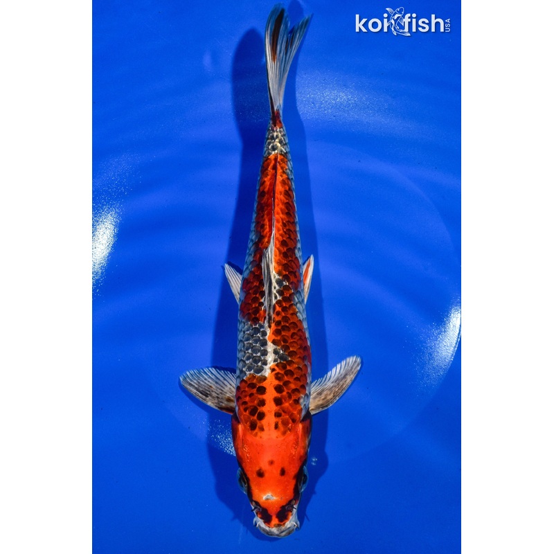 10" BENI GINGA