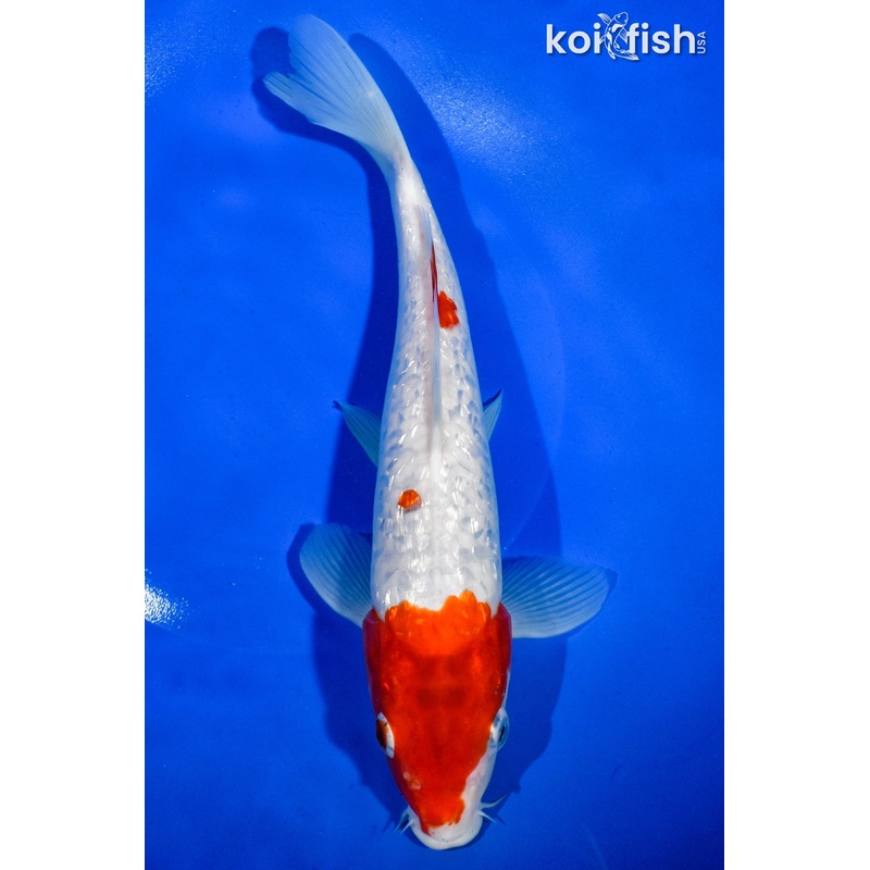 10" GINRIN KOHAKU