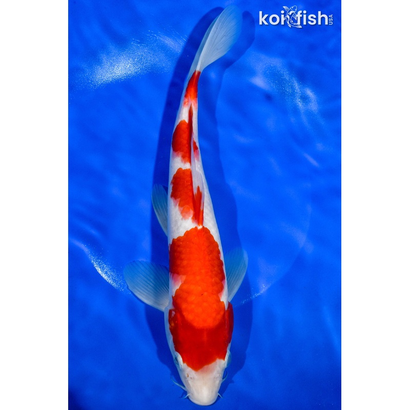 11" YONDAN  KOHAKU