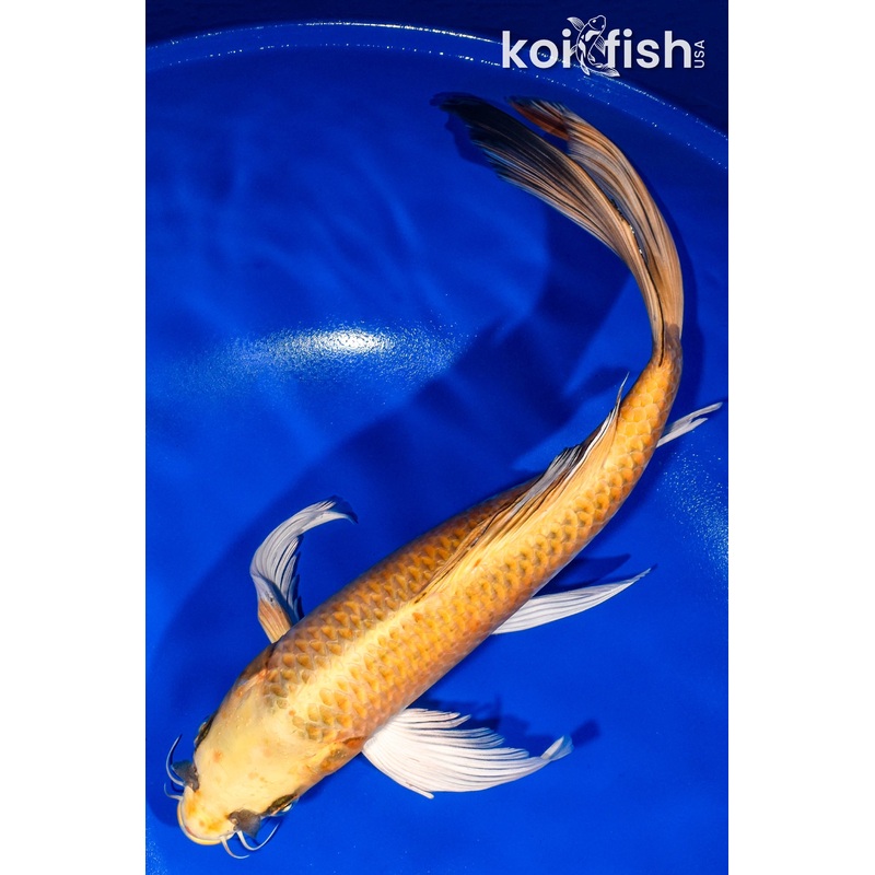 13.75" KI MATSUBA BUTTERFLY