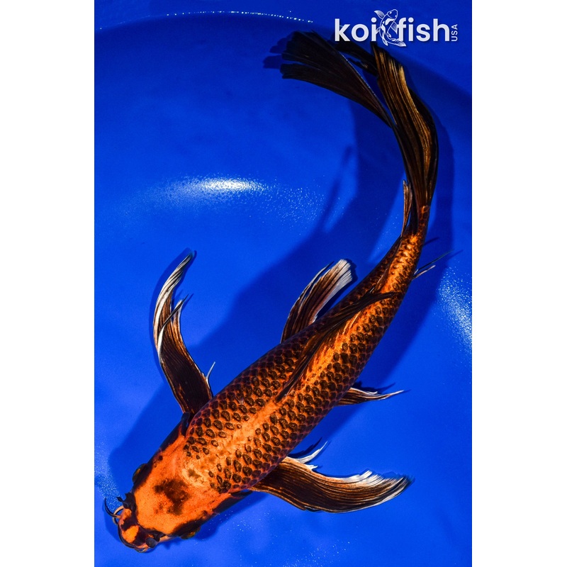 15.25" ORENJI MATSUBA BUTTERFLY