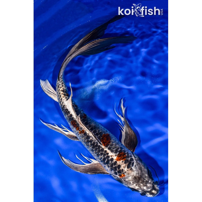 15" BENI GINGA BUTTERFLY