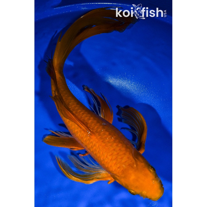 15" CHAGOI BUTTERFLY