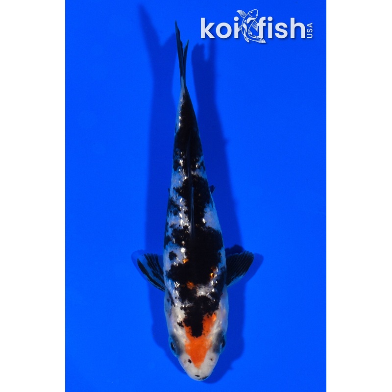3.25" GINRIN SANKE