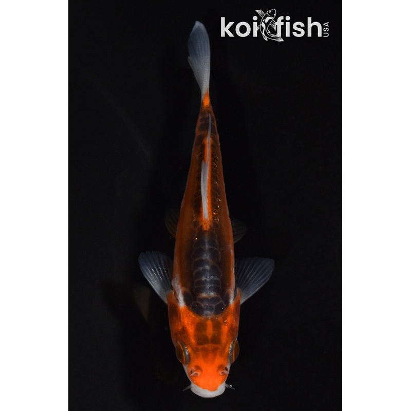 3.25" HI SHUSUI