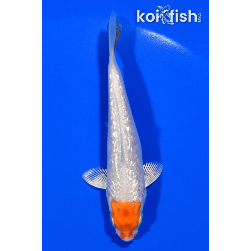 3.5" GINRIN TANCHO HARIWAKE