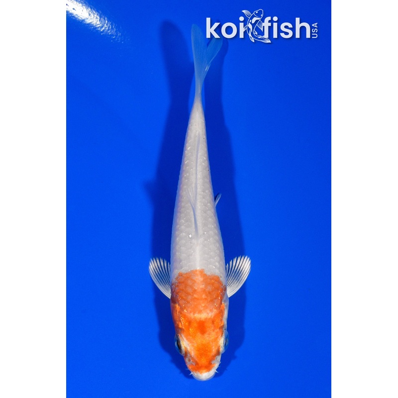 3.5" HARIWAKE