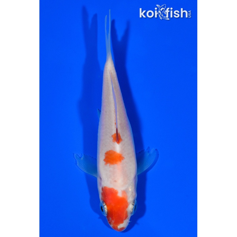 3.5" KOHAKU