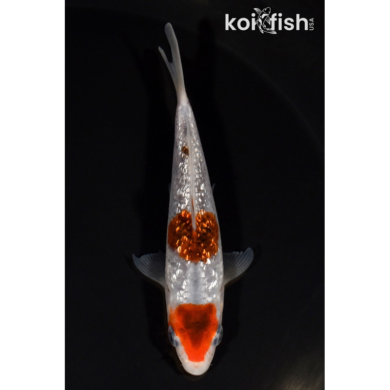 3.75" GINRIN GOROMO