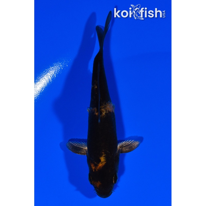 3.75" KIN HI UTSURI