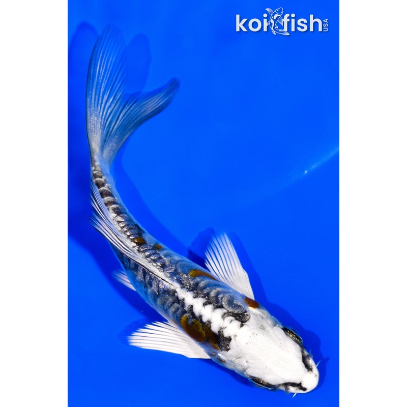 3.75" KIN KIKOKURYU BUTTERFLY