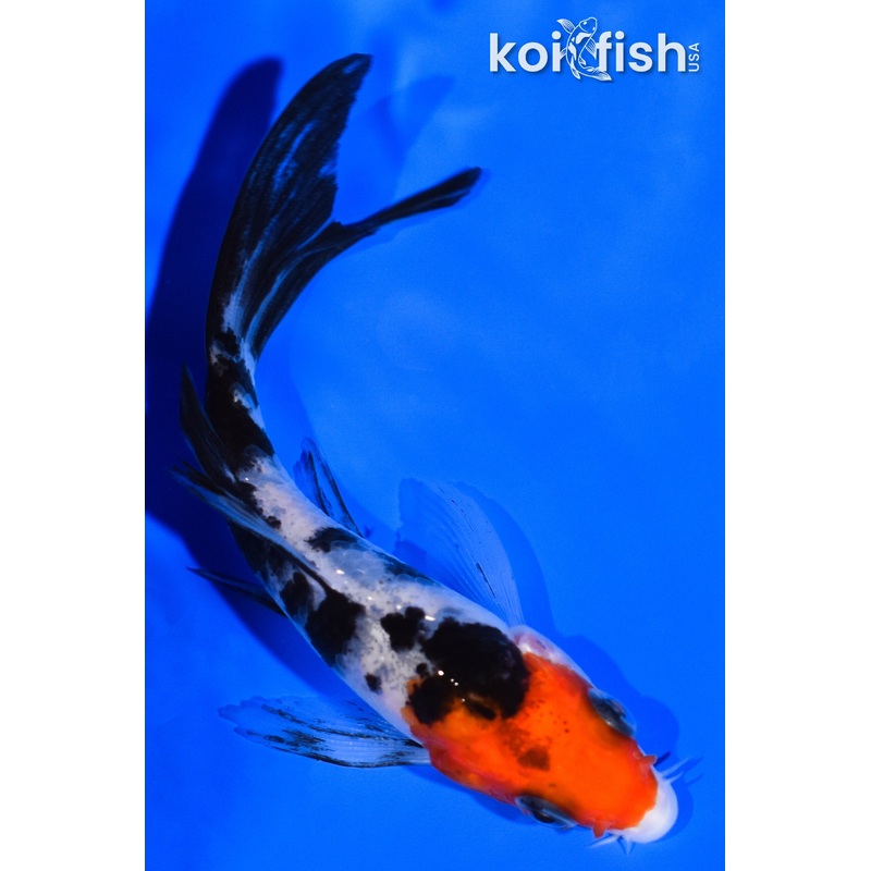 3.75" SANKE BUTTERFLY