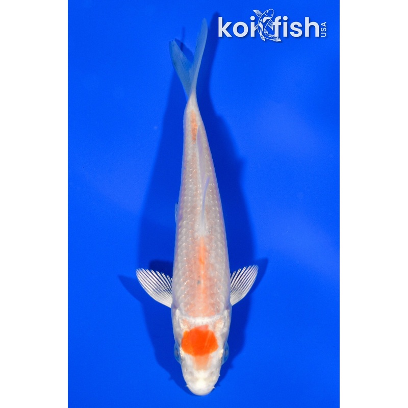 3.75" TANCHO HARIWAKE