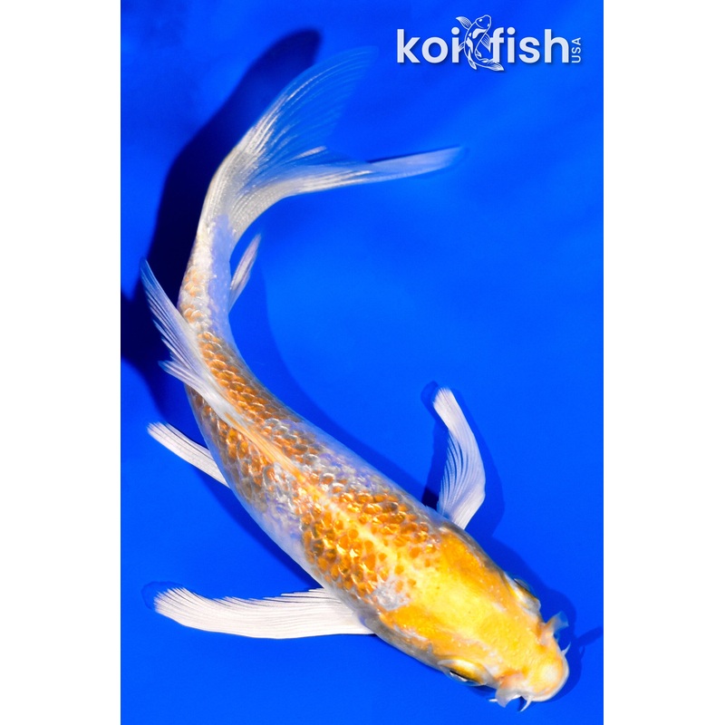 4.25" GINRIN HARIWAKE BUTTERFLY